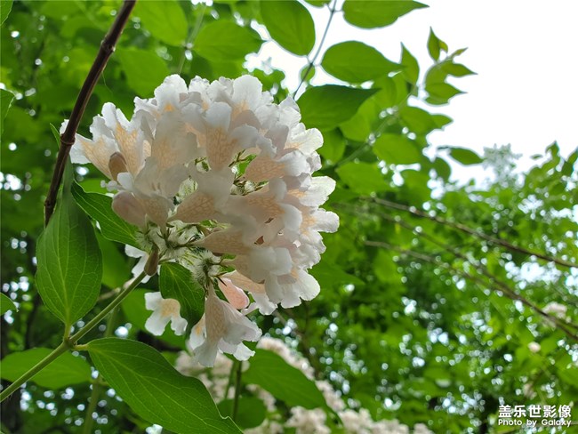 【走进夏天 白花花