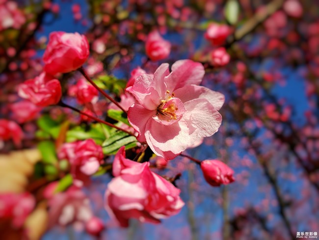 海棠花盛开,一朵朵,一簇簇竞相开放,争奇斗艳.